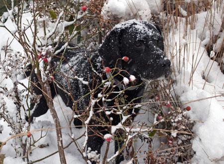“Beano, an 11 year old black Labrador from Shirley” in the garden, enjoying the festive snow of December