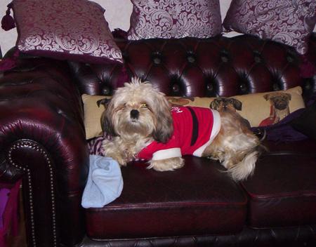 DARCY  OUR 3 YEAR OLD LHASO APSO ENJOYING HER AFTER CHRISTMAS DINNER REST.
