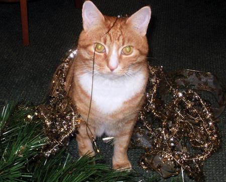 Here is my cat Dillon looking festive at Christmas!
 
From Lin Dear