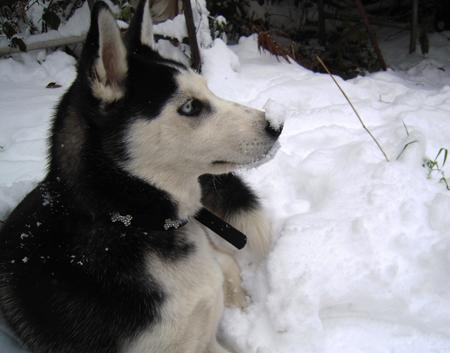 This is Kovue, A cyberian husky. She is 7 months old, Playing in her first snow. She loved the experiance greatly. 