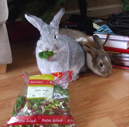 Festive rabbits, the gray one is called Pandora and the brown and white one is Delilah 
my name is Lucy Seal