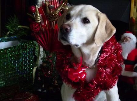 Max is a 6 year old golden Labrador owned by Ellie and Alfie Goss