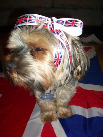 A patriotic pet sent in by a Southern Daily Echo reader. Reggie the Yorkshire Terrier from Mary Stokes.