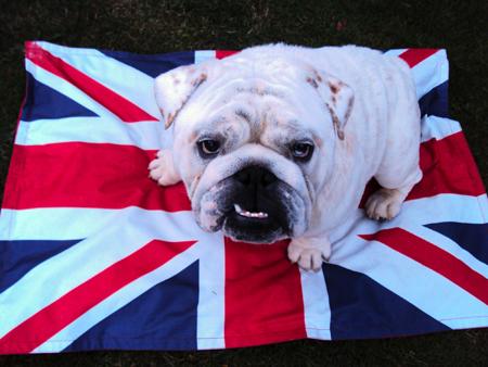 A patriotic pet sent in by a Southern Daily Echo reader. Buddy from Debbie Hine.