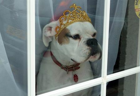 A patriotic pet sent in by a Southern Daily Echo reader. Genevieve Baileys white boxer called Bonkers.