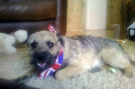 A patriotic pet sent in by a Southern Daily Echo reader. Claire Marshall's picture of Dave the Dog.
 
