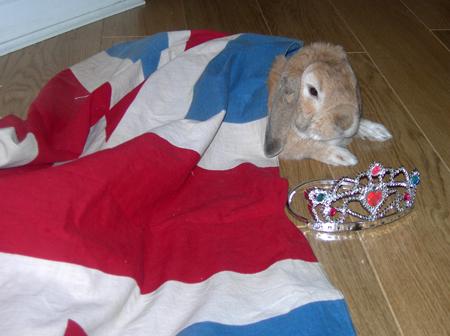 A patriotic pet sent in by a Southern Daily Echo reader. A royal rabbit by the name of Rolo, sent in by Rosalind Golden.