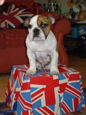 A patriotic pet sent in by a Southern Daily Echo reader. Rodney the British Bulldog is owned by Laura Sherman of Romsey.