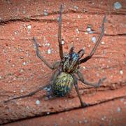 Spider season has started early - and they're coming inside