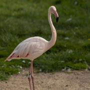 Flamingos caught on camera at Marwell Zoo. Picture: Jason Brown Photography