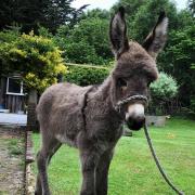 The baby donkey left orphaned by an accident in the New Forest. Picture: New Forest Roads Awareness.