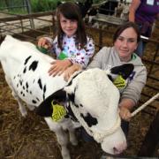 Open Farm Day at Middle Farm in Cheriton. Anne Baughen and Tricia Knight brush a calf.