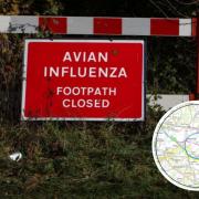 Flock to be culled after bird flu cases found near Romsey