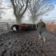 Tom Gould with some of his cows.