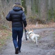 Police have issued a warning to dog owners. Picture: Canva