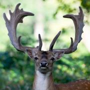 A Magnificent Fallow Buck in the New Forest captured by Daily Echo Camera Club member Annette Gregory.