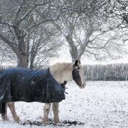 A horse in Micheldever snow