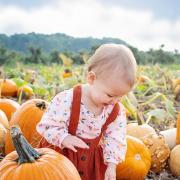 It's pumpkin-picking season in Hampshire
