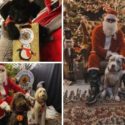 A Santa Paws grotto is coming to Raw Pet Food Pantry in Shedfield
