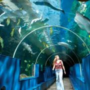 10 family tickets to Bournemouth Oceanarium to be won!