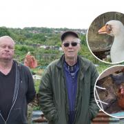 Stuart Smith (left) and John Payne at Witts Hill allotments. Inset: Animals targeted in break-ins.