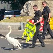 Police help swan back to safety and after wandering down the Broadway. Image: Brian Cooper