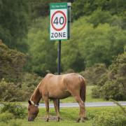 Campaigners are celebrating a dramatic reduction in fatal animal accidents in the New Forest