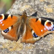 People are wanted to take part in the Butterfly Monitoring Scheme