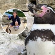 Frank could be voted the top penguin in the world