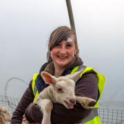 Families from across Hampshire and beyond donned their wellies to meet the Romney sheep flock's newest lambs.