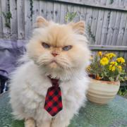 Toby Jo in a kitty tie