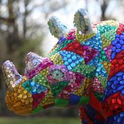 Time to get out and about on trail of rhinos