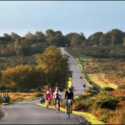 Wiggle Sportive 100 cyclists make their way through the New Forest on Saturday.