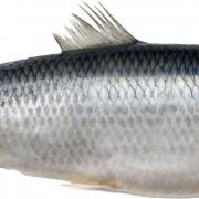 A herring
