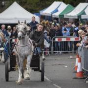 Wickham Horse Fair 2015