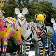 PHOTO COMPETITION: Show your stripes with Southampton's Zany Zebras