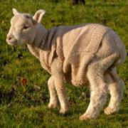 LAMB IN SHEEP’S CLOTHING: Jack Frost the lamb in his woolly jumper at Manor Farm Country Park.