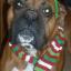 Send pictures of your party pet to picdesk@dailyecho.co.uk