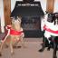 Send pictures of your party pet to picdesk@dailyecho.co.uk