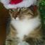 Send pictures of your party pet to picdesk@dailyecho.co.uk