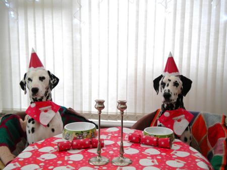 Send pictures of your party pet to picdesk@dailyecho.co.uk