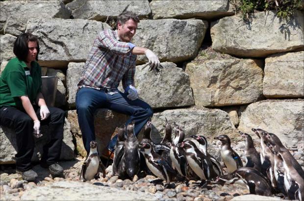 Penguins take a dip as TV star opens their new home