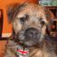 Patriotic Pets - send yours to picdesk@dailyecho.co.uk