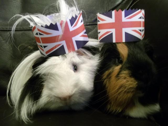Patriotic Pets - Eric and Arthur, guinea pigs owned by Suzanne Elliott - Send a picture of your patriotic pet to picdesk@dailyecho.co.uk