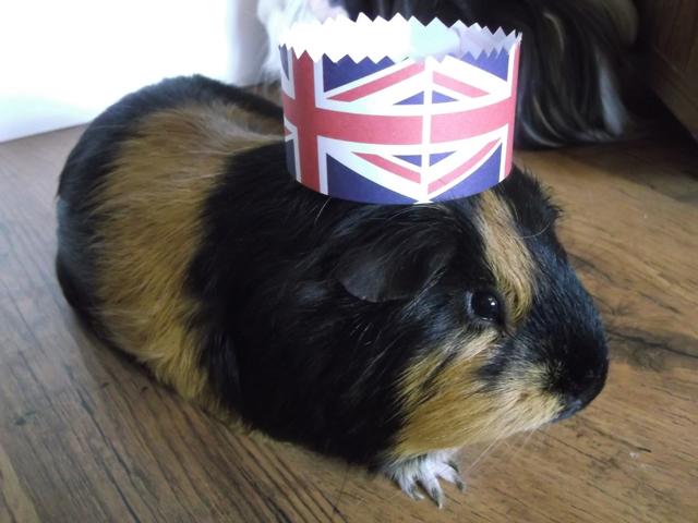 Patriotic Pets - Arthur, a guinea pig owned by Suzanne Elliott - Send a picture of your patriotic pet to picdesk@dailyecho.co.uk