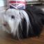 Patriotic Pets - Eric, a guinea pig owned by Suzanne Elliott - Send a picture of your patriotic pet to picdesk@dailyecho.co.uk