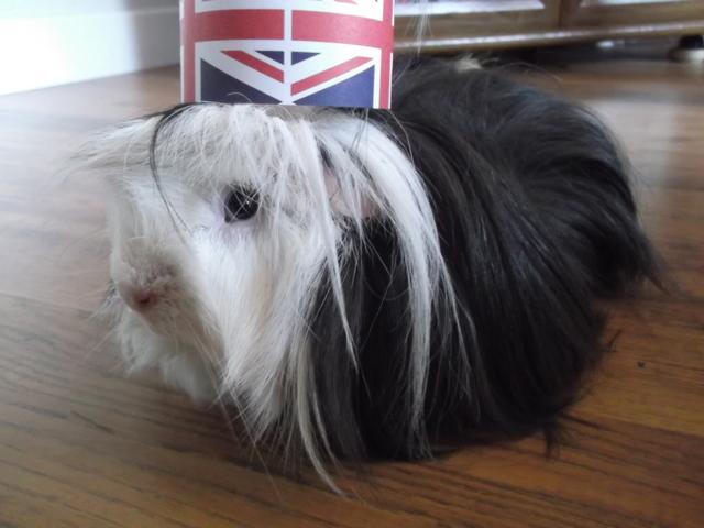 Patriotic Pets - Eric, a guinea pig owned by Suzanne Elliott - Send a picture of your patriotic pet to picdesk@dailyecho.co.uk