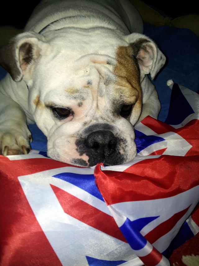 Patriotic Pets - Holly, a dog owned by the Lavelle family - Send a picture of your patriotic pet to picdesk@dailyecho.co.uk