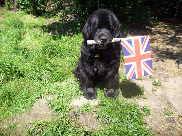 Patriotic Pets - Teddy, a dog owned by David Lamb - Send a picture of your patriotic pet to picdesk@dailyecho.co.uk