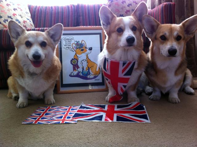 Patriotic Pets - Sally, Alex and Suzie, dogs owned by Jo Lomax. - Send a picture of your patriotic pet to picdesk@dailyecho.co.uk